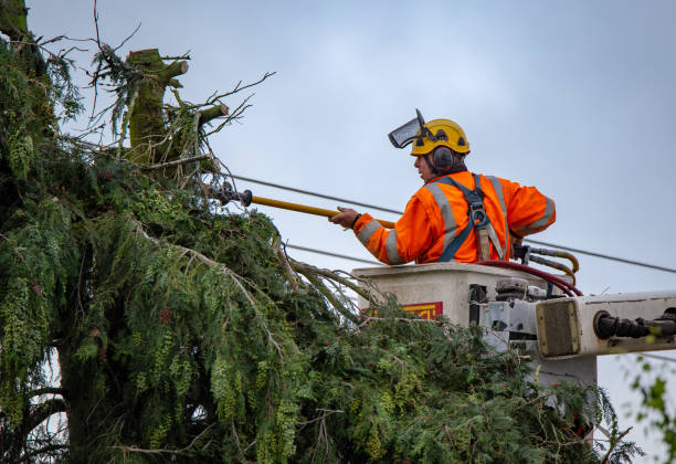 Best Leaf Removal  in Grand Point, LA